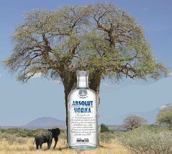 48063 B / 558 x 500 / Absolut Baobab.jpg