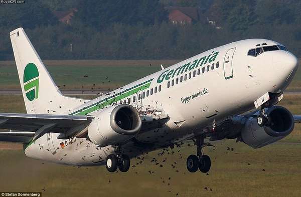 29118 B / 600 x 393 / birds_plane.jpg