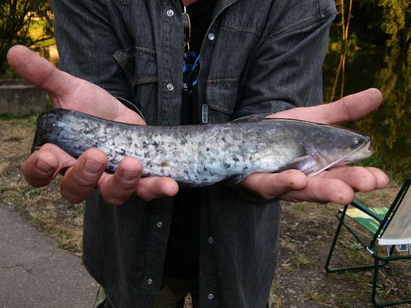 37700 B / 600 x 450 / IMG_0129.JPG