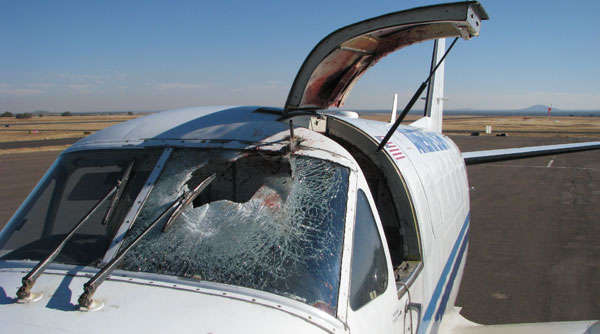 28864 B / 600 x 334 / show-low-bird-strike2xx.jpg