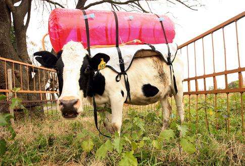 38956 B / 485 x 328 / Methane Cow.jpg