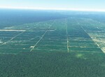 Peru - likvidace amozonských pralesů Peru - likvidace amozonských pralesů